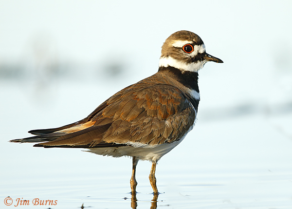Killdeer--1031