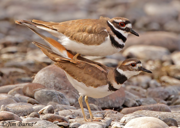 Killdeer copulation--5612