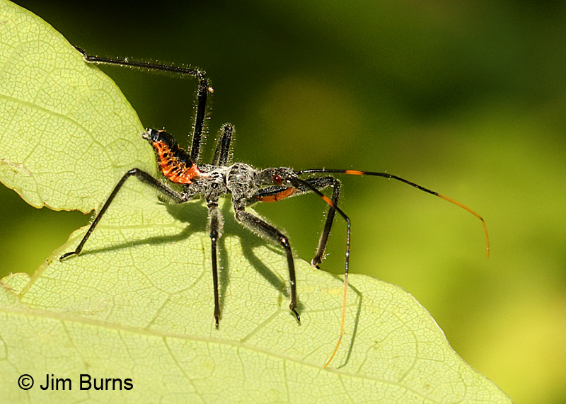 Wheel Bug