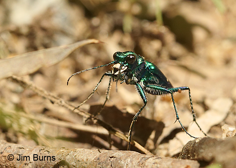Six-spotted Tiger Beetle