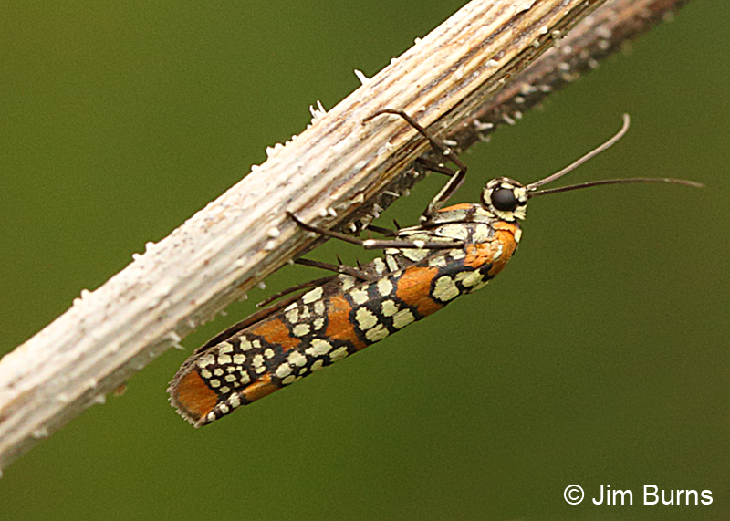 Ailanthus Webworm Moth