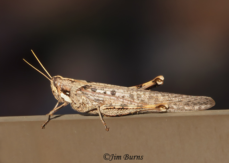 American Bird Grasshopper--4730