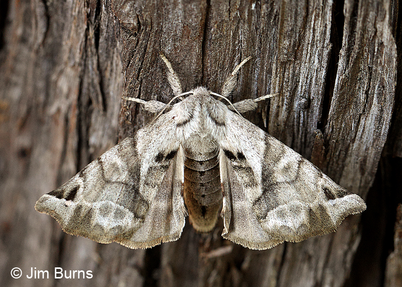 Apatelodes pudefacta