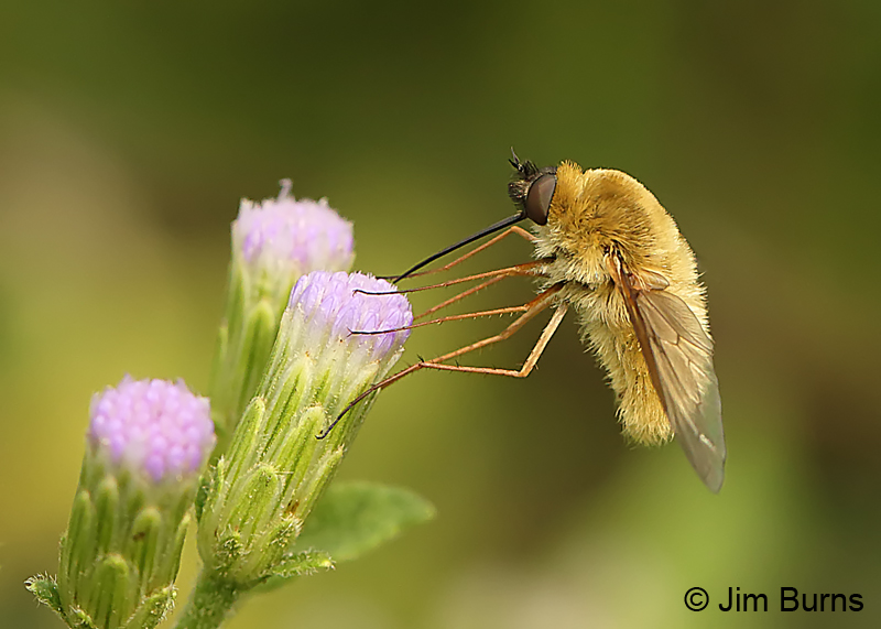 Bee Fly on Crucita