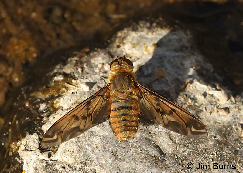 Bee Fly