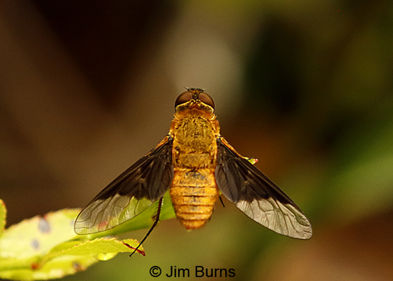 Bee Fly
