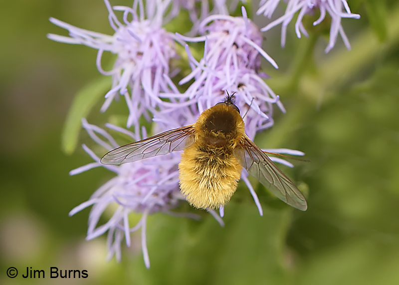 Bee Fly