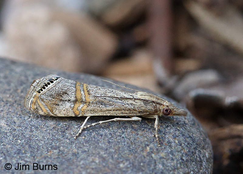 Belted Grass-veneer Moth