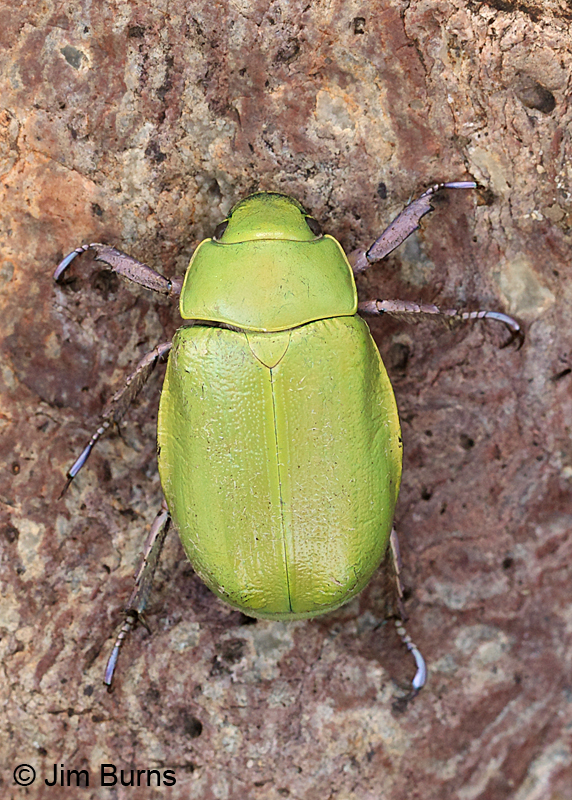 Beyer's Scarab Beetle