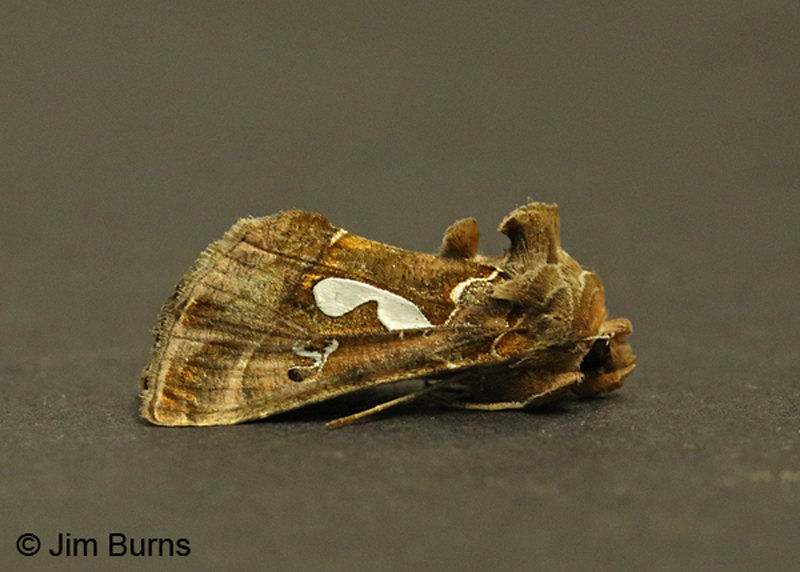 Bilobed Looper Moth