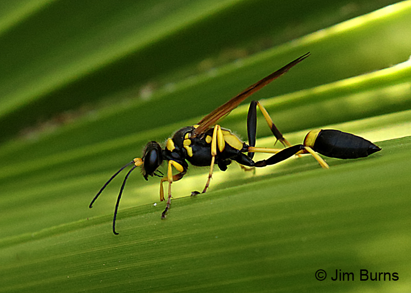 Black and Yellow Mud Dauber 