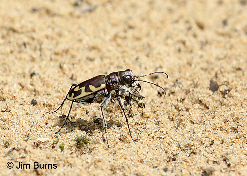 Bronzed Tiger Beetls
