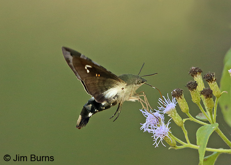 Clavipes Sphinx Moth