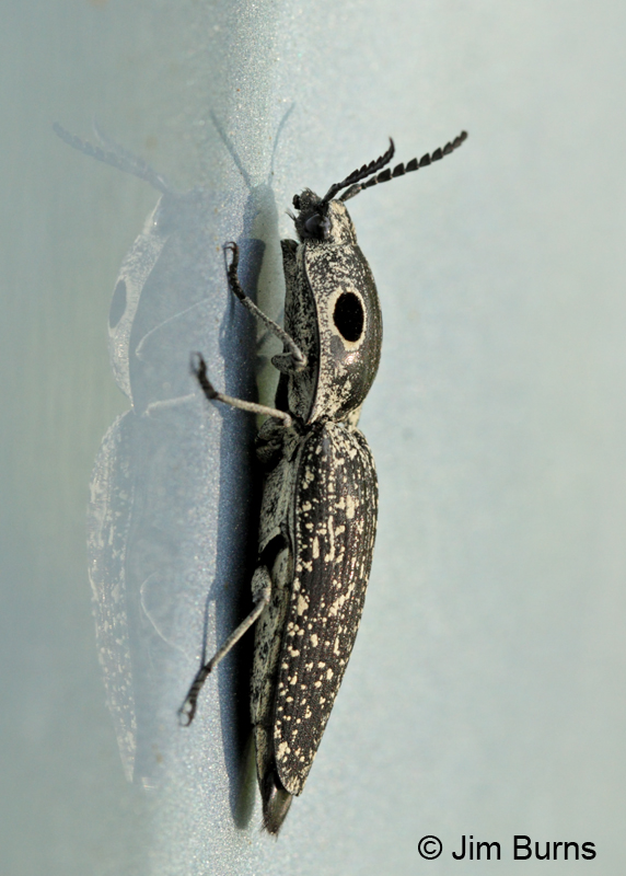 Click Beetle