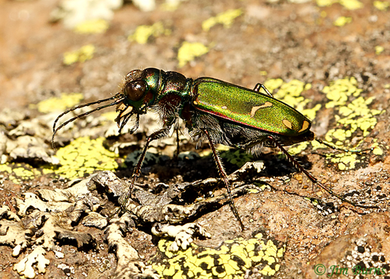 Cowpath Tiger Beetle
