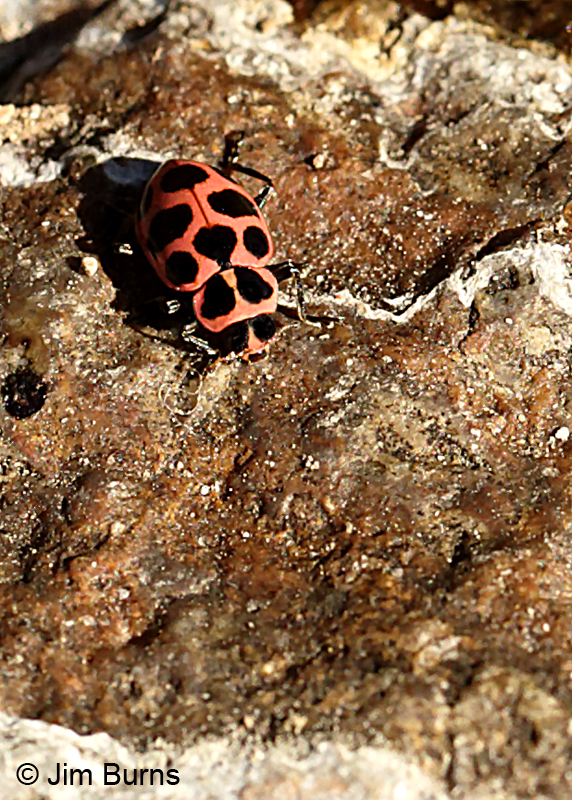 Spotted Lady Beetle