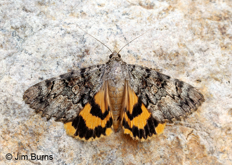 Desdemona Underwing Moth