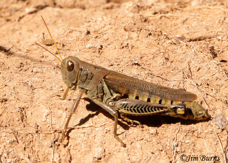 Differential Grasshopper