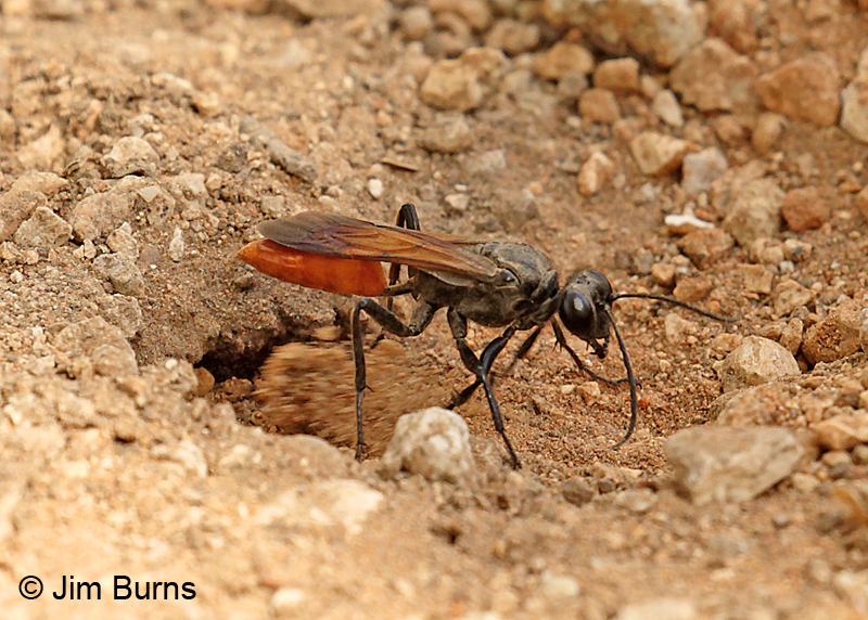 Digger Wasp