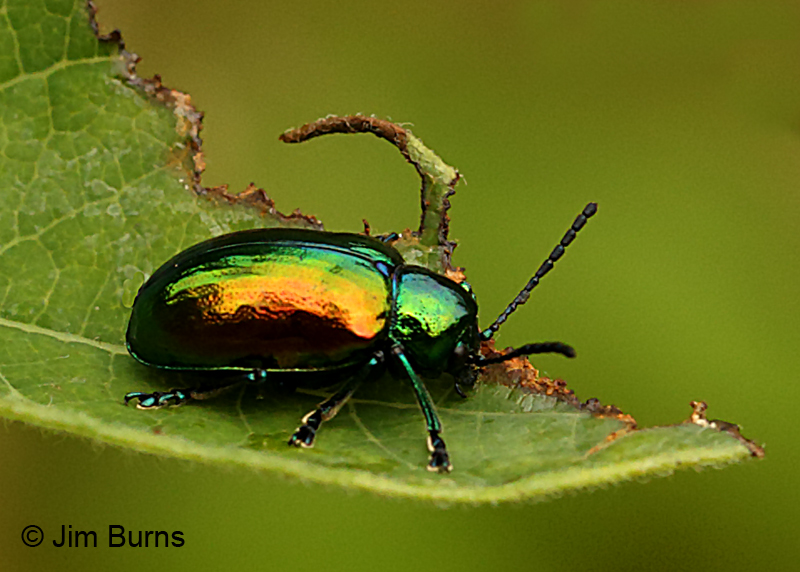 Dogbane Beetle 
