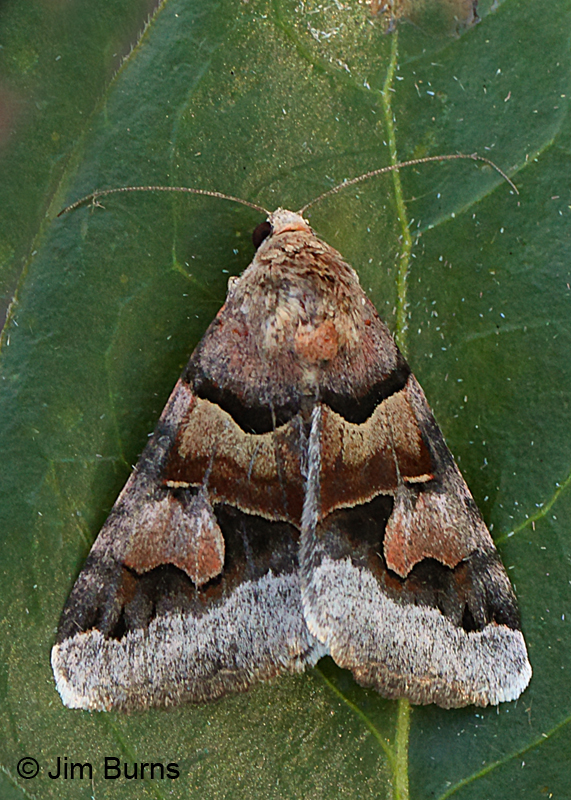 Drasteria pallescens