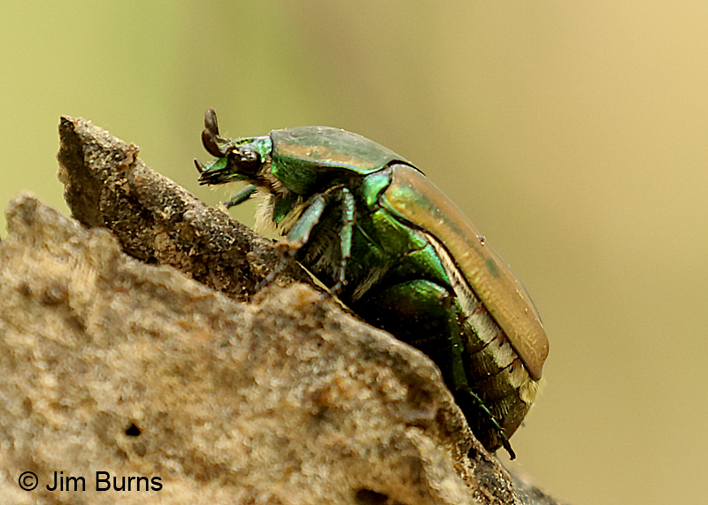 Figeater Scarab Beetle lateral view