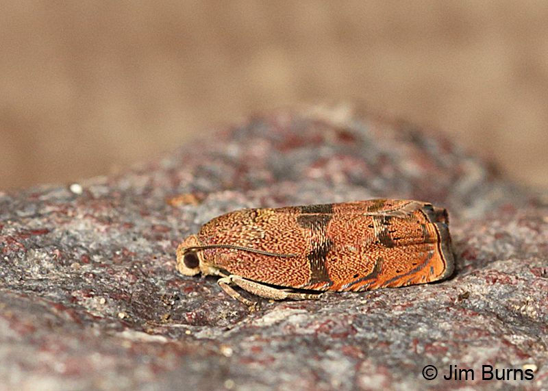 Filbertworm Moth