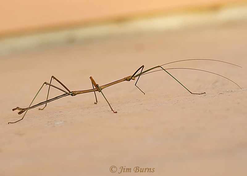 Giant Walking Stick 