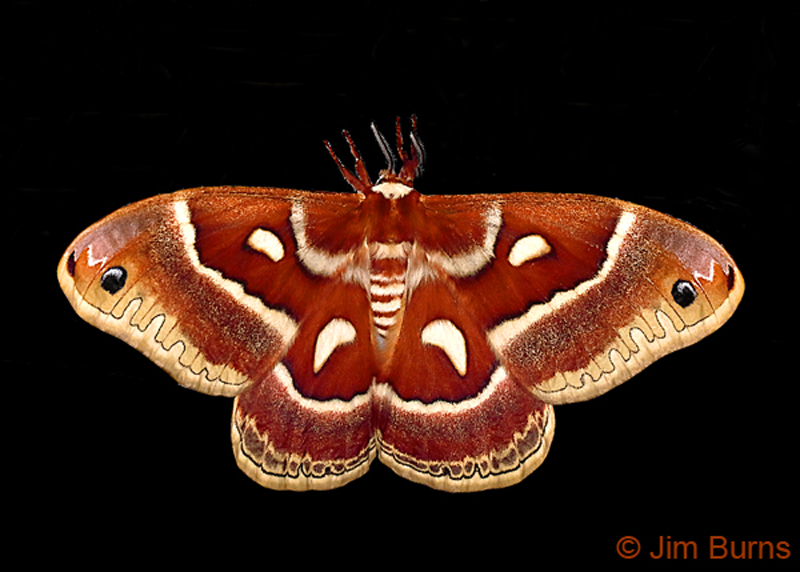 Glover's Silkmoth