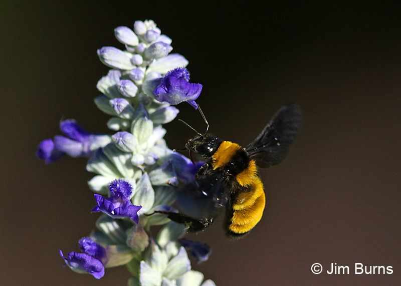 Golden Northern Bumblebee