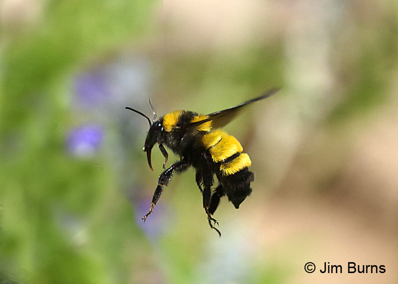 Golden Northern Bumblebee