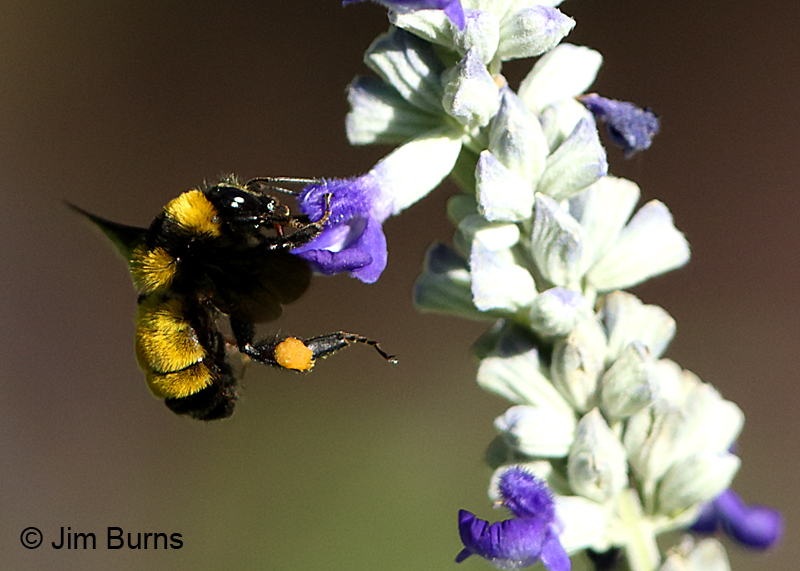 Golden Northern Bumblebee