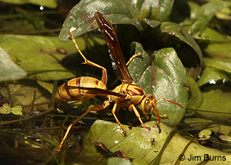 Golden Paper Wasp