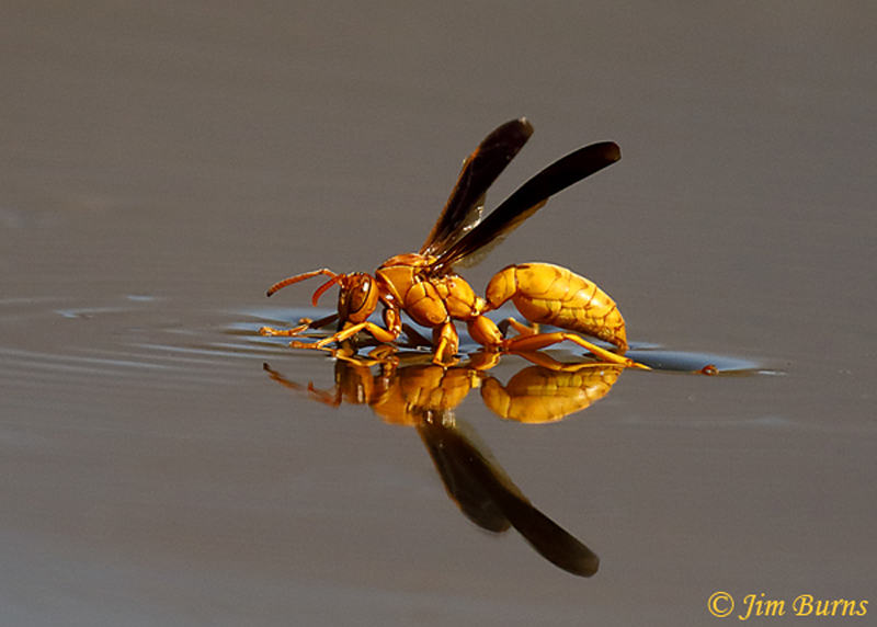 Golden Paper Wasp