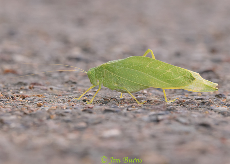Greater Angle-wing Katydid, Seven Springs RA, Arizona--0854
