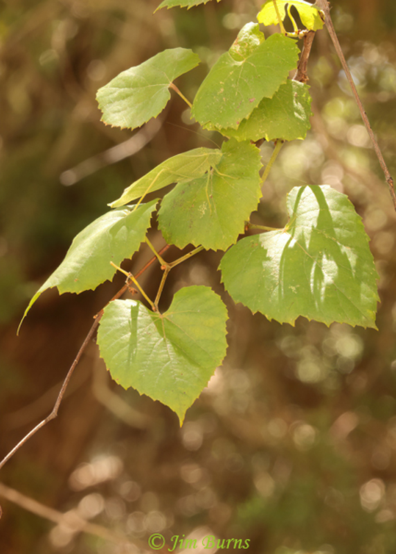 Greater Angle-wing Katydid, Seven Springs RA, Arizona--0878