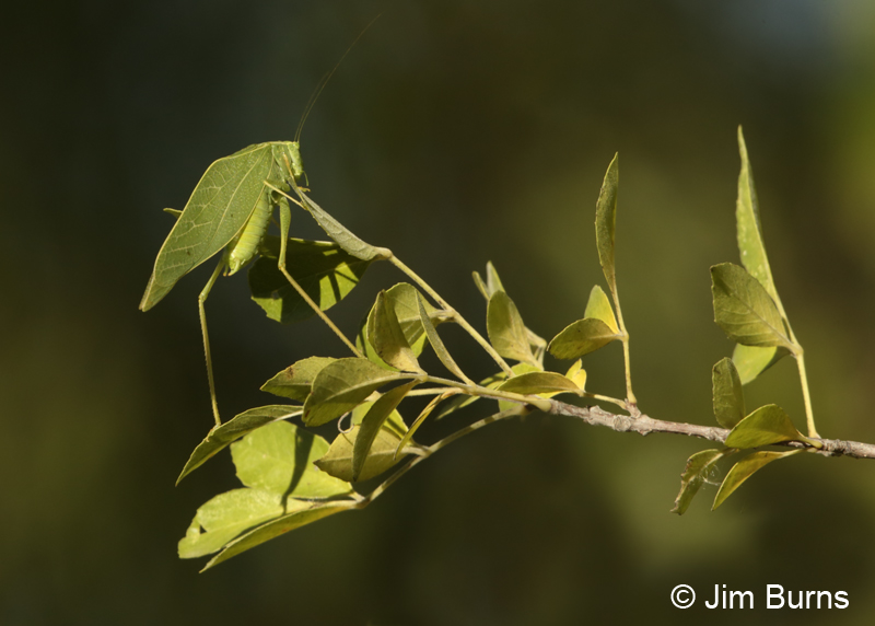 Greater Angle-wing Katydid