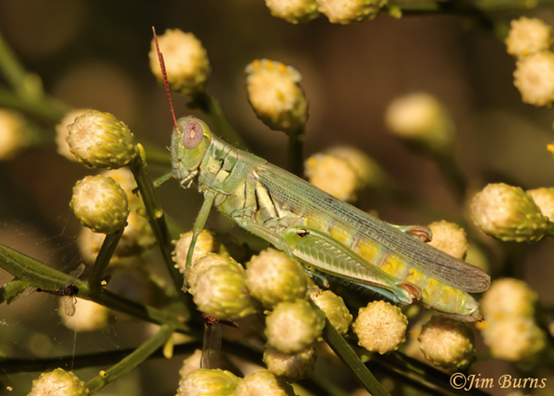 Green Bird Grasshopper