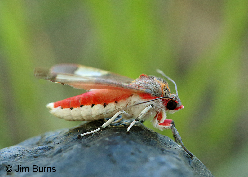 Grote's Bertholdia Moth