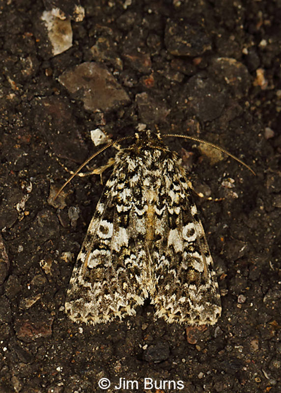 Hadena lafontainei