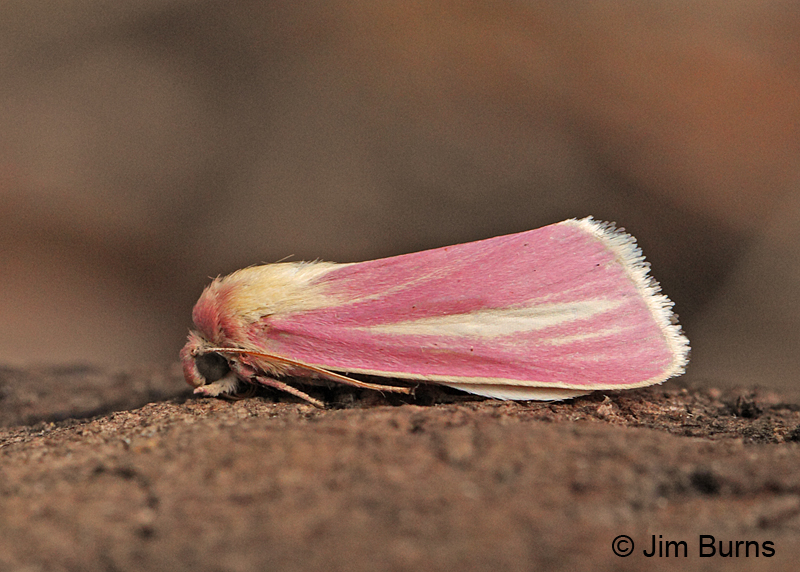 Heliocheilus julia