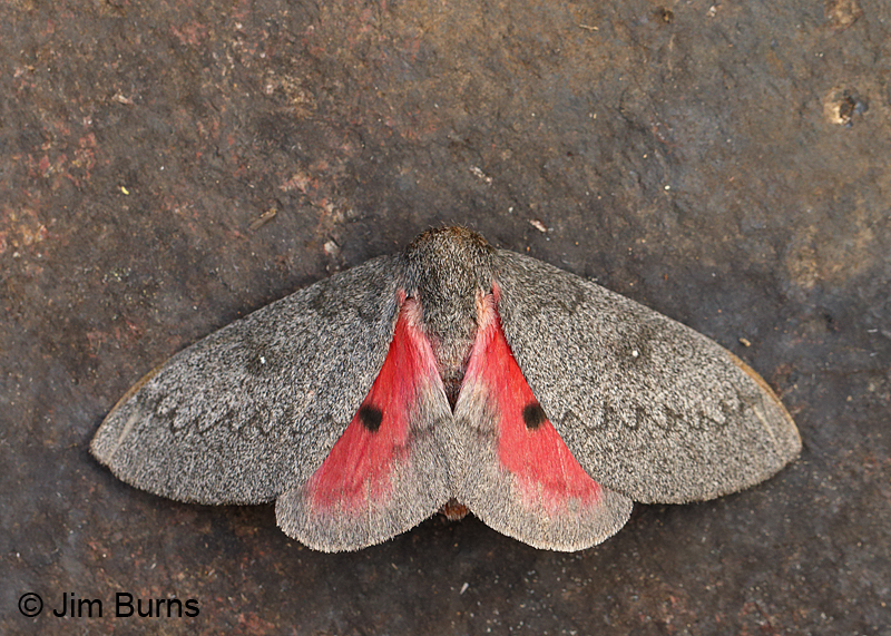 Hubbard's Small Silkmoth
