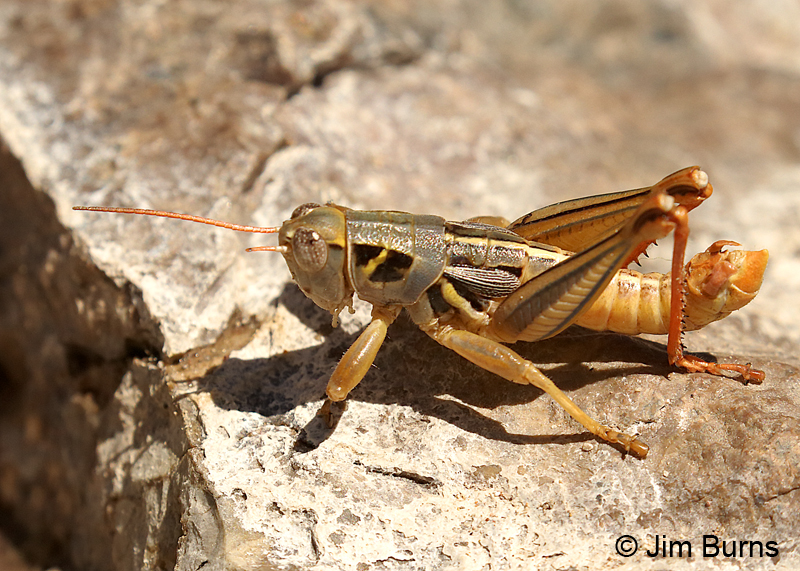Humphrey's Grasshopper 