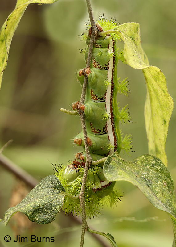 Io Moth caterpillar