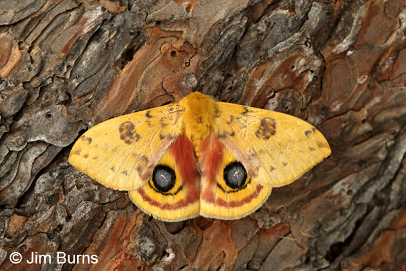 Io Moth