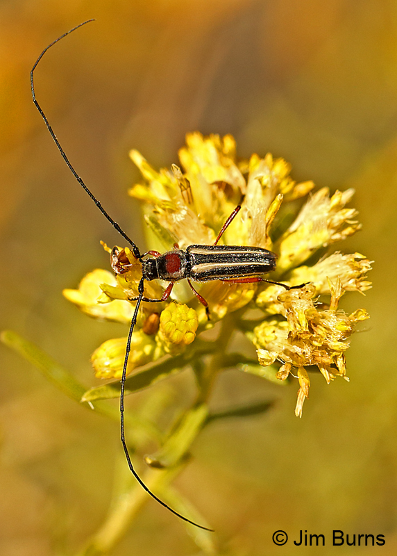 Long-horned Beetle (Sphaenothecus bilineatus), Tonto National Forest, Arizona