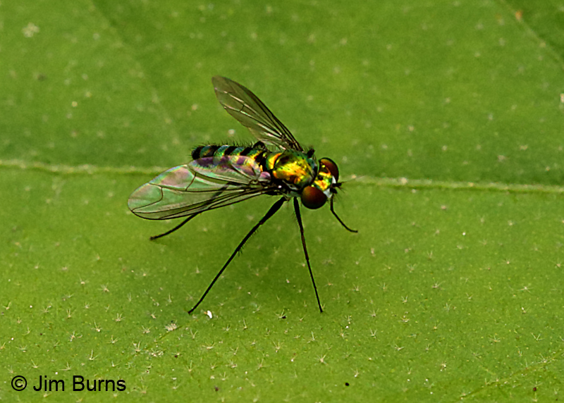 Long-legged Fly
