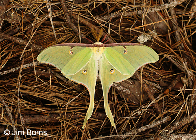 Luna Moth