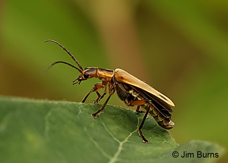 Margined Leatherwing