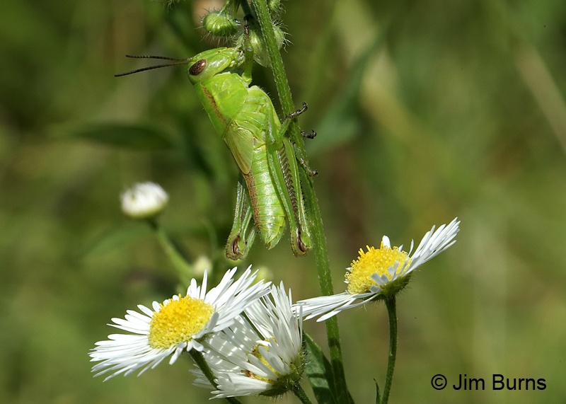 Melanoplus bivittatus nymph (Two-striped) on Oxeye Daisy